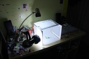 IMG 7557.JPG